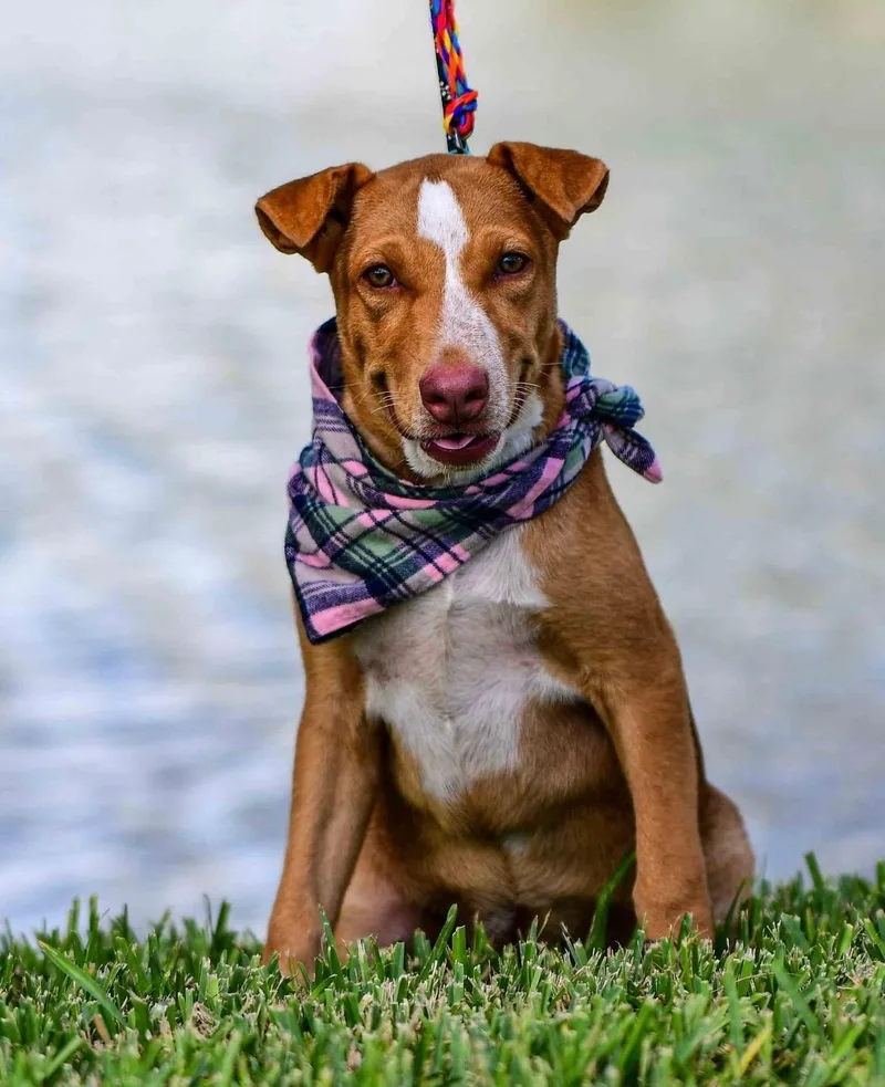 A baby medium-sized female Red / Chestnut / Orange Australian Shepherd dog named Sadie Lou for adoption in Longview, TX