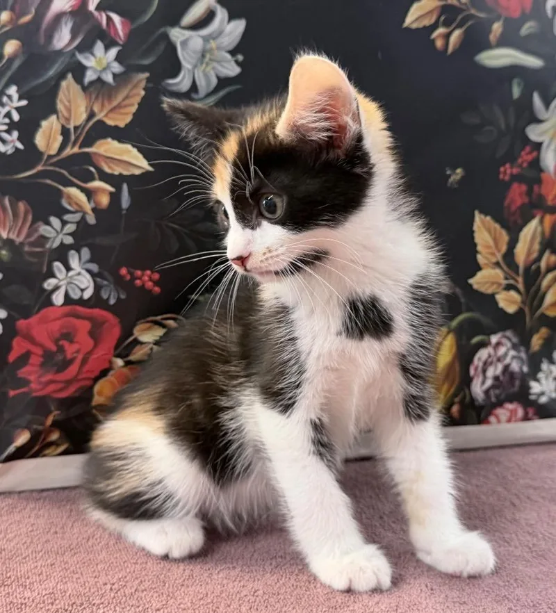 A baby medium-sized female Domestic Short Hair cat named Petilil for adoption in Raleigh, NC