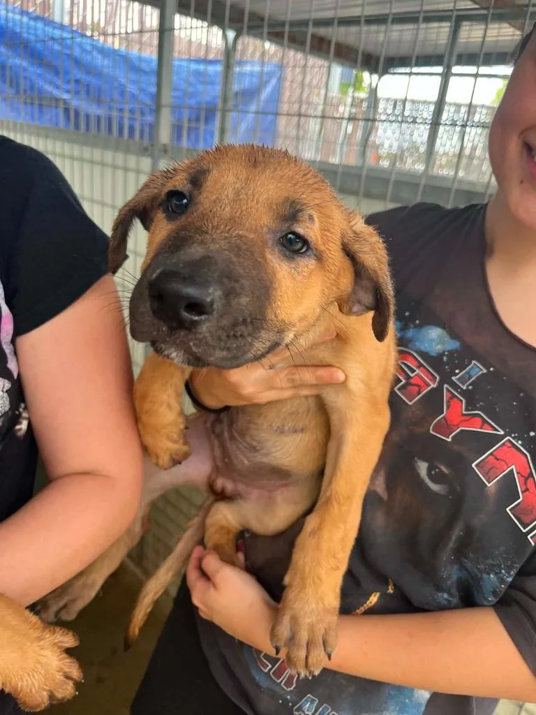 A baby small-sized male German Shepherd Dog dog named Clark for adoption in Newman, CA
