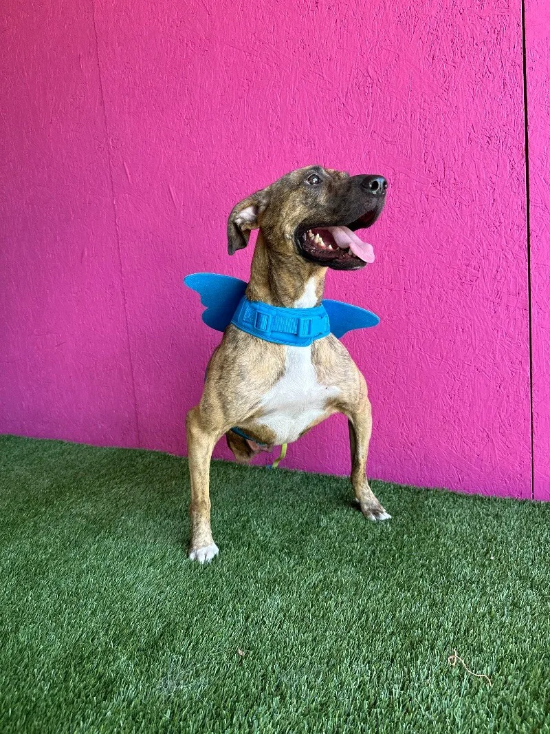 Súper Max thumbnail 2