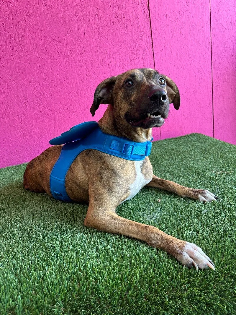 Súper Max thumbnail 3