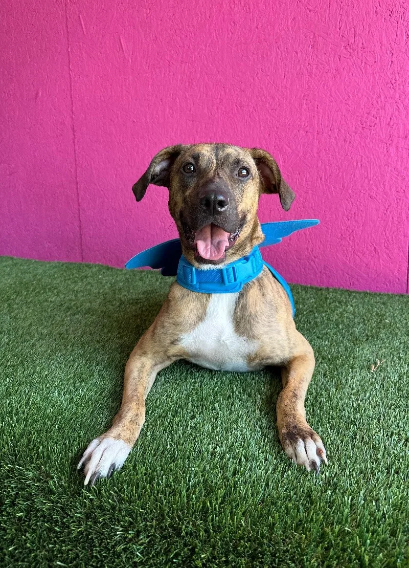 A young medium-sized male Brown / Chocolate Terrier dog named Súper Max for adoption in Carlsbad, CA