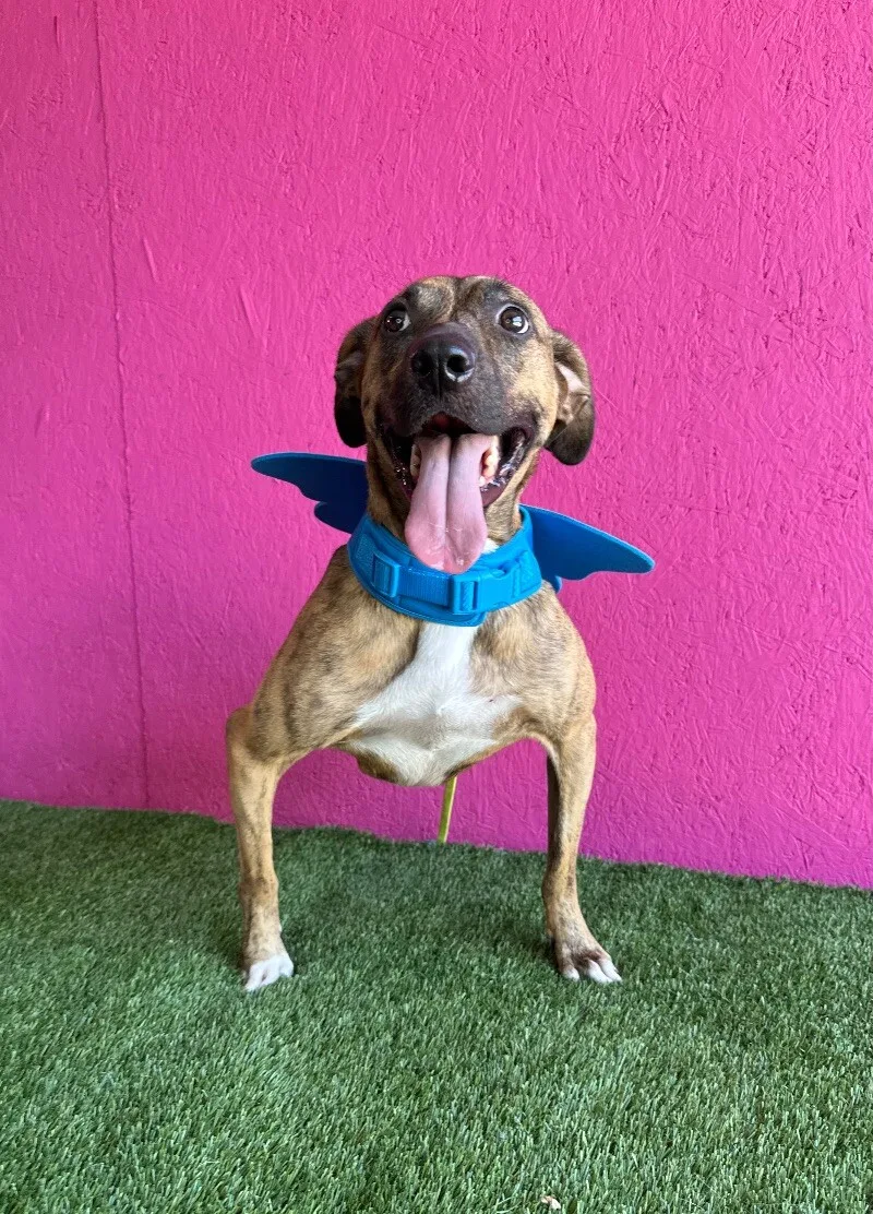 Súper Max thumbnail 4