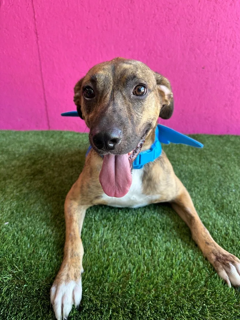 Súper Max thumbnail 5