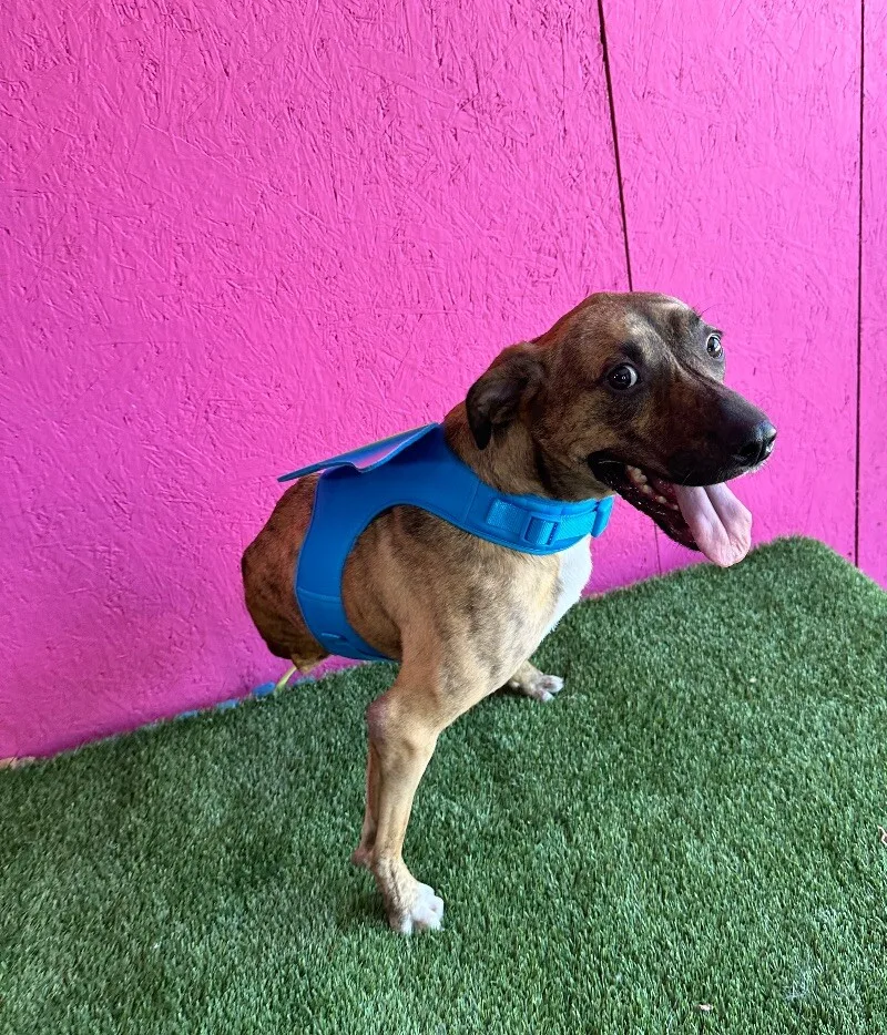 Súper Max thumbnail 6