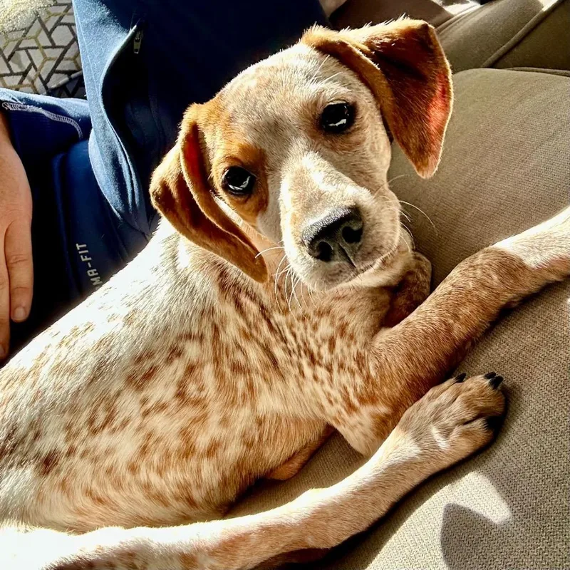 A baby medium-sized female Mixed Breed dog named Ruby Glow for adoption in State College, PA