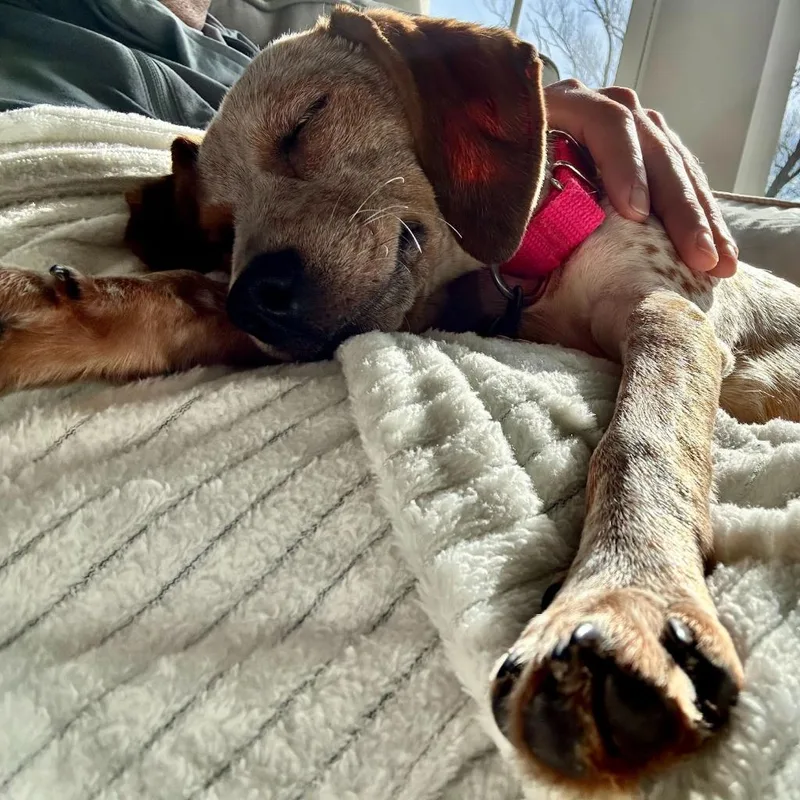 Ruby Glow thumbnail 2