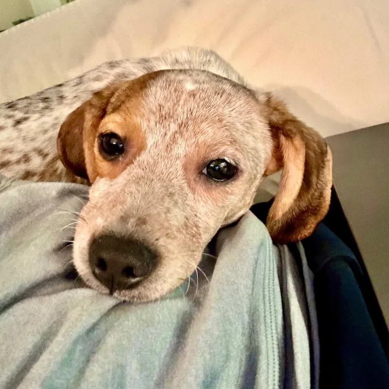 Ruby Glow thumbnail 3