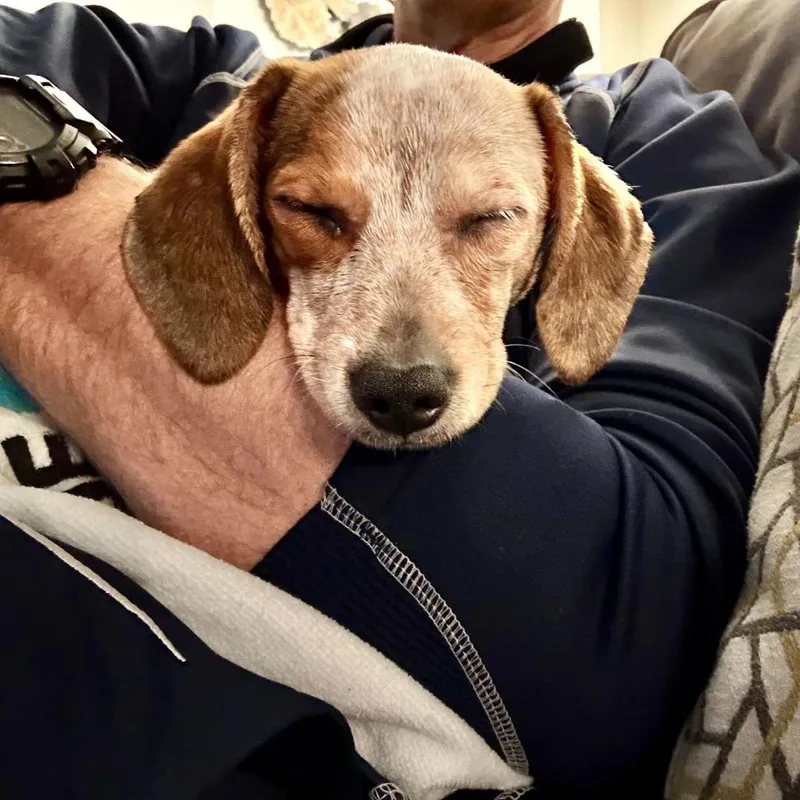 Ruby Glow thumbnail 4