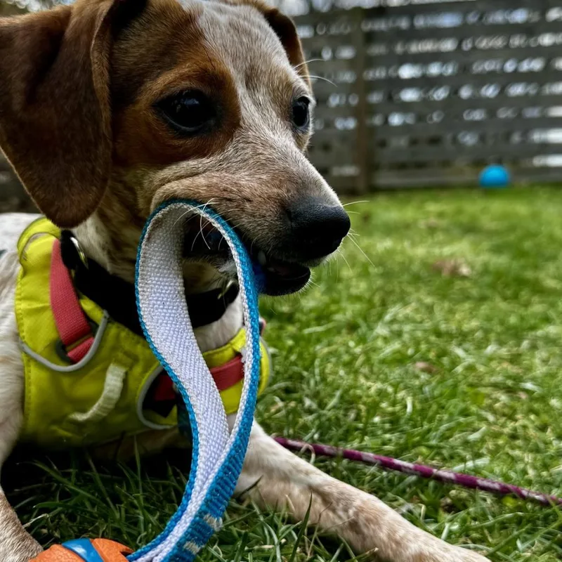 Ruby Glow thumbnail 5