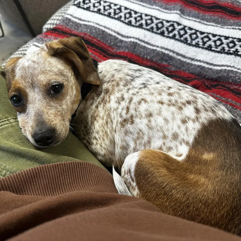 Ruby Glow thumbnail 6