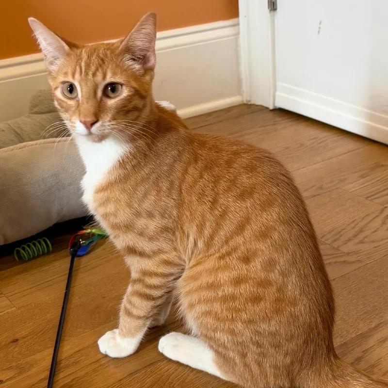 A baby small-sized male Orange / Red Domestic Short Hair cat named Cheeto M for adoption in Fayetteville, GA
