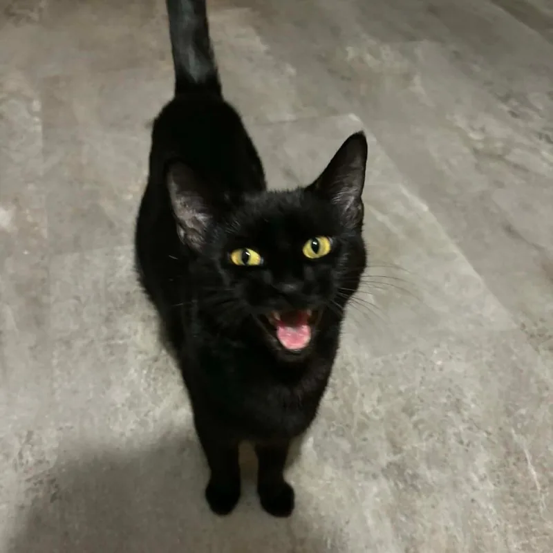 An adult large-sized female Domestic Short Hair cat named Salem for adoption in DeKalb, IL