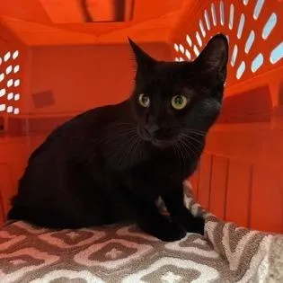 Salem thumbnail 2