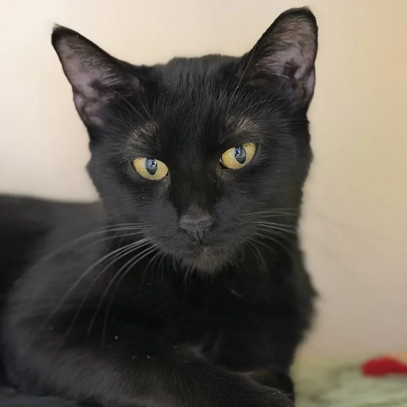Salem thumbnail 3
