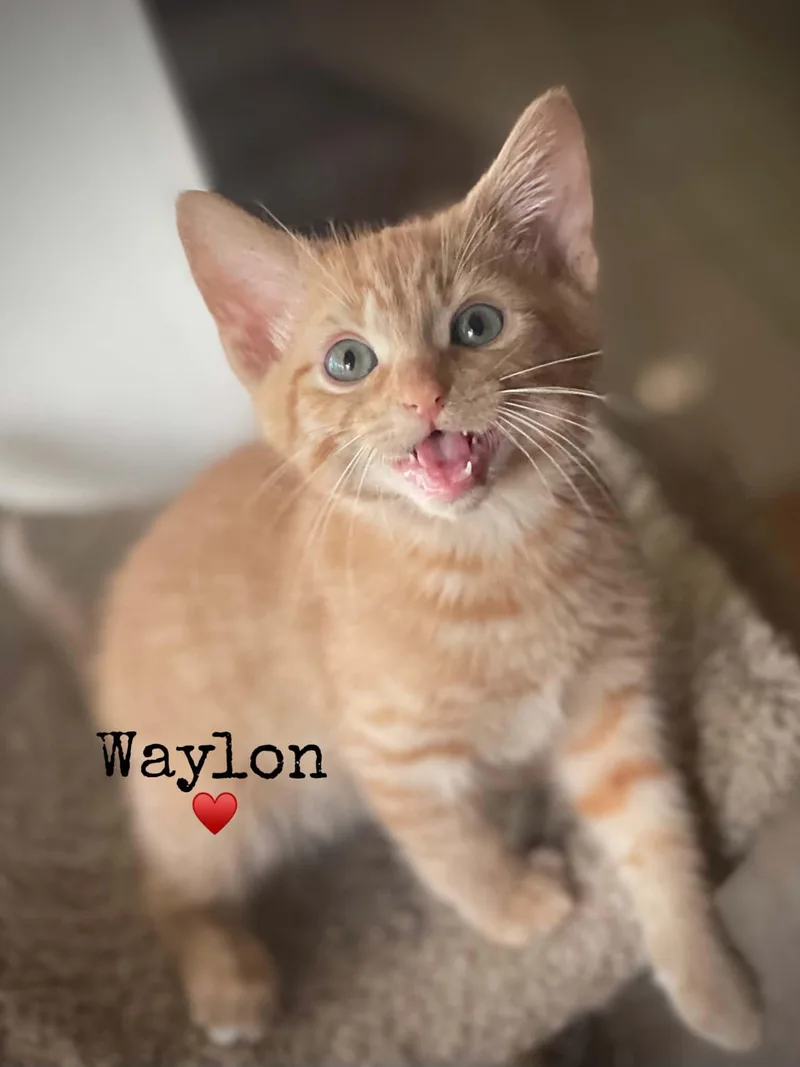 Waylon