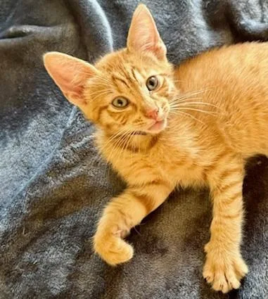 A baby small-sized male Domestic Short Hair cat named Acepurple Coller for adoption in Tustin, CA