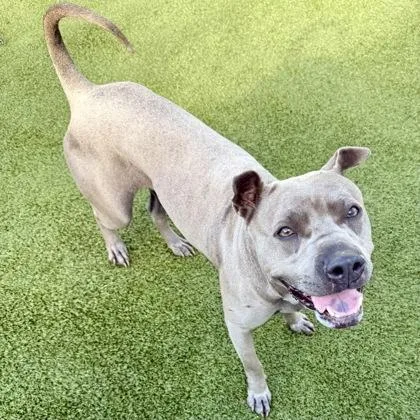An adult medium-sized female Mixed Breed dog named Bluey for adoption in Largo, FL