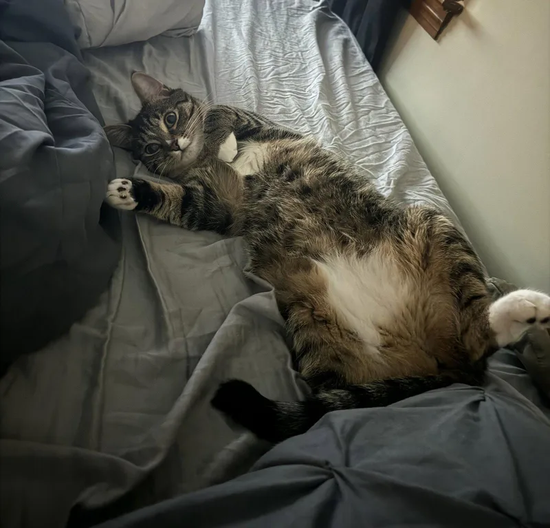 An adult medium-sized female Domestic Short Hair cat named Dega for adoption in Akron, OH
