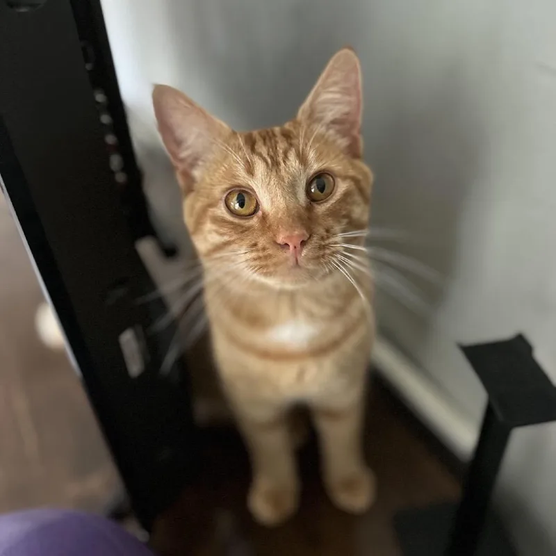 An adult medium-sized male Orange / Red Domestic Short Hair cat named Maui for adoption in Williston, FL
