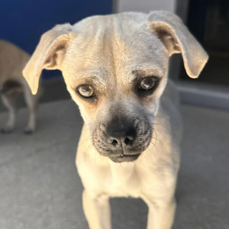 A young small-sized male Yellow / Tan / Blond / Fawn Chihuahua dog named Stallion for adoption in Reno, NV