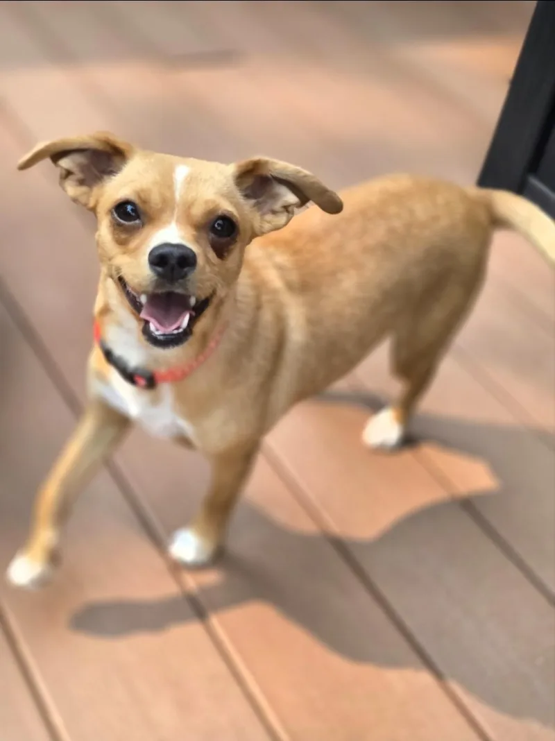 An adult small-sized female Chihuahua dog named Clover for adoption in Buckley, WA