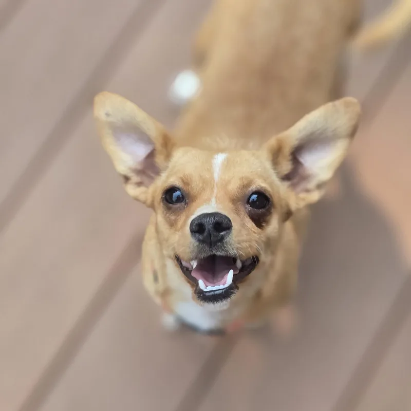 Clover thumbnail 4