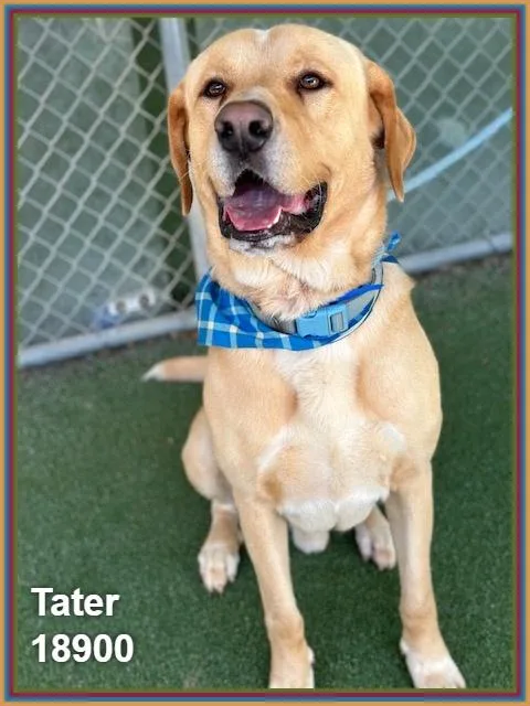 Tater