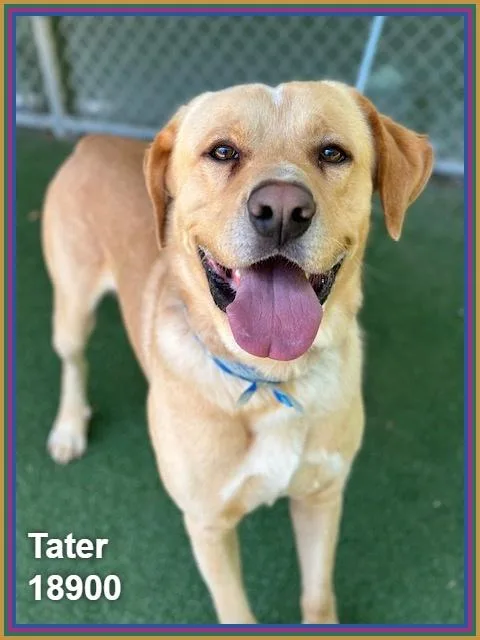 Tater thumbnail 2