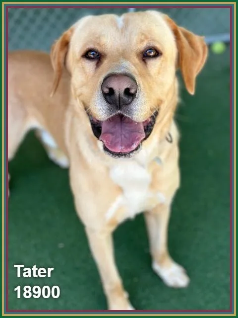 Tater thumbnail 3