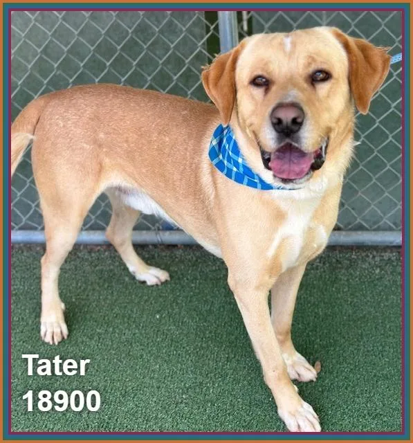 Tater thumbnail 5