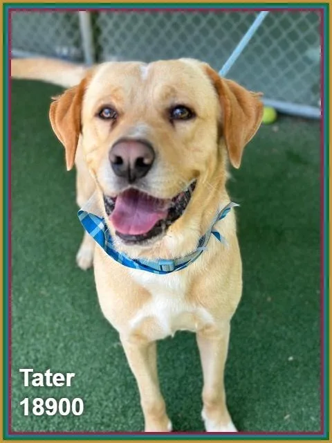 Tater thumbnail 6