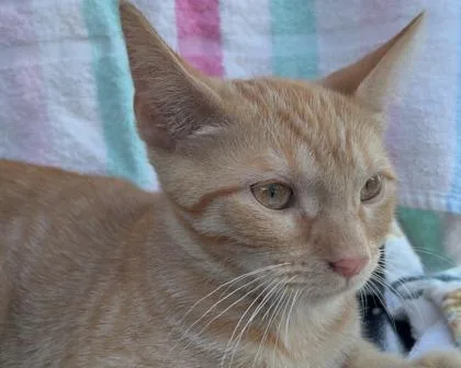 A baby small-sized female Domestic Short Hair cat named Freckles for adoption in West Seneca, NY