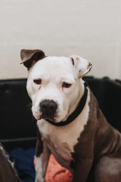 An adult small-sized male American Staffordshire Terrier dog named A Bubba Gump for adoption in North Charleston, SC