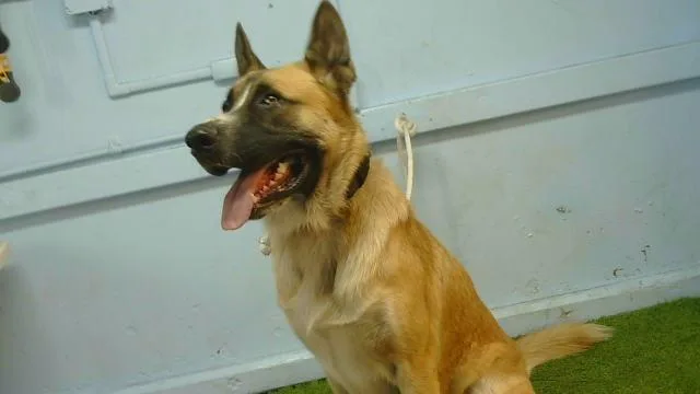 A young large-sized male Saint Bernard dog named Ozzy for adoption in Baldwin Park, CA