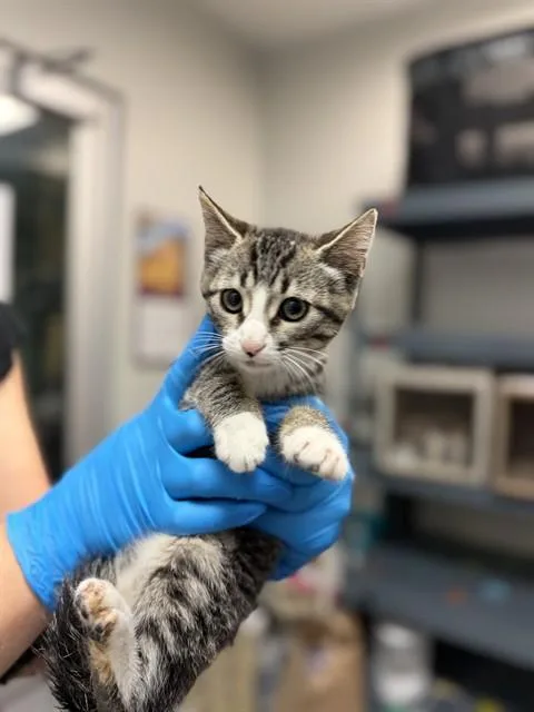 A baby small-sized female Domestic Short Hair cat named Betty for adoption in Riverside, CA