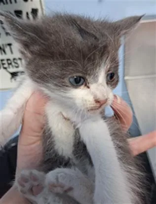 A baby small-sized female Domestic Short Hair cat named Daisy for adoption in Bakersfield, CA