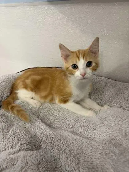 A young small-sized male Domestic Short Hair cat named Lennon for adoption in Mount Pleasant, IA