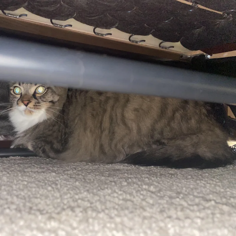 An adult large-sized male Tabby (Brown / Chocolate) Domestic Long Hair cat named Mushroom for adoption in Holly, MI