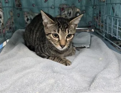 A baby small-sized male Domestic Short Hair cat named Ichabod for adoption in Gainesville, FL