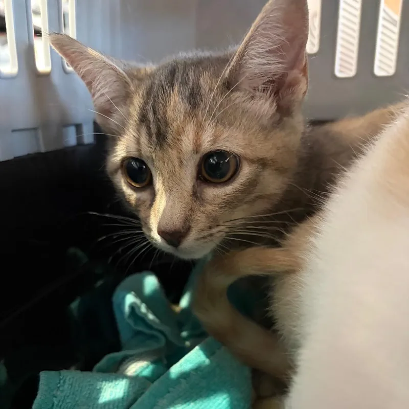 A baby small-sized female Torbie Domestic Short Hair cat named Jolene for adoption in Sarasota, FL