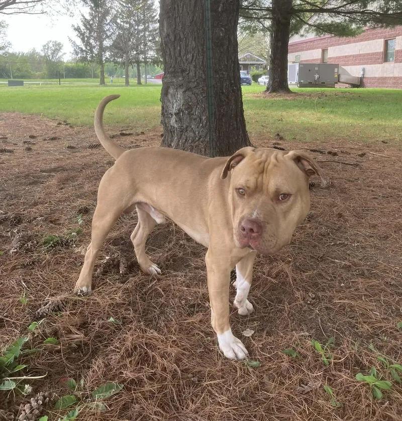 A young medium-sized male Yellow / Tan / Blond / Fawn Pit Bull Terrier dog named Conor for adoption in Springfield, IL