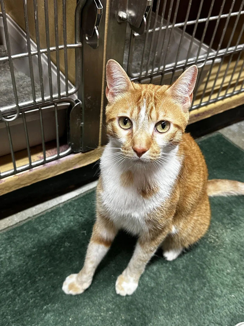 A young medium-sized male Orange & White Domestic Short Hair cat named Cal for adoption in Los Angeles, CA
