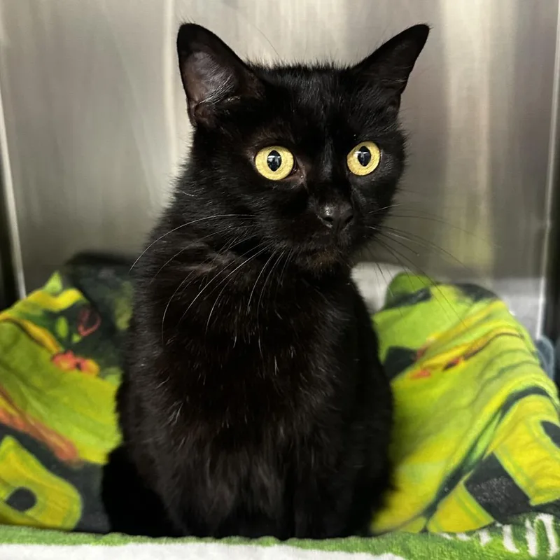 A young large-sized female Domestic Short Hair cat named Allie for adoption in Warrensburg, MO