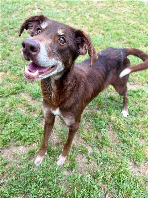 A senior medium-sized male Labrador Retriever dog named Gus for adoption in Conroe, TX