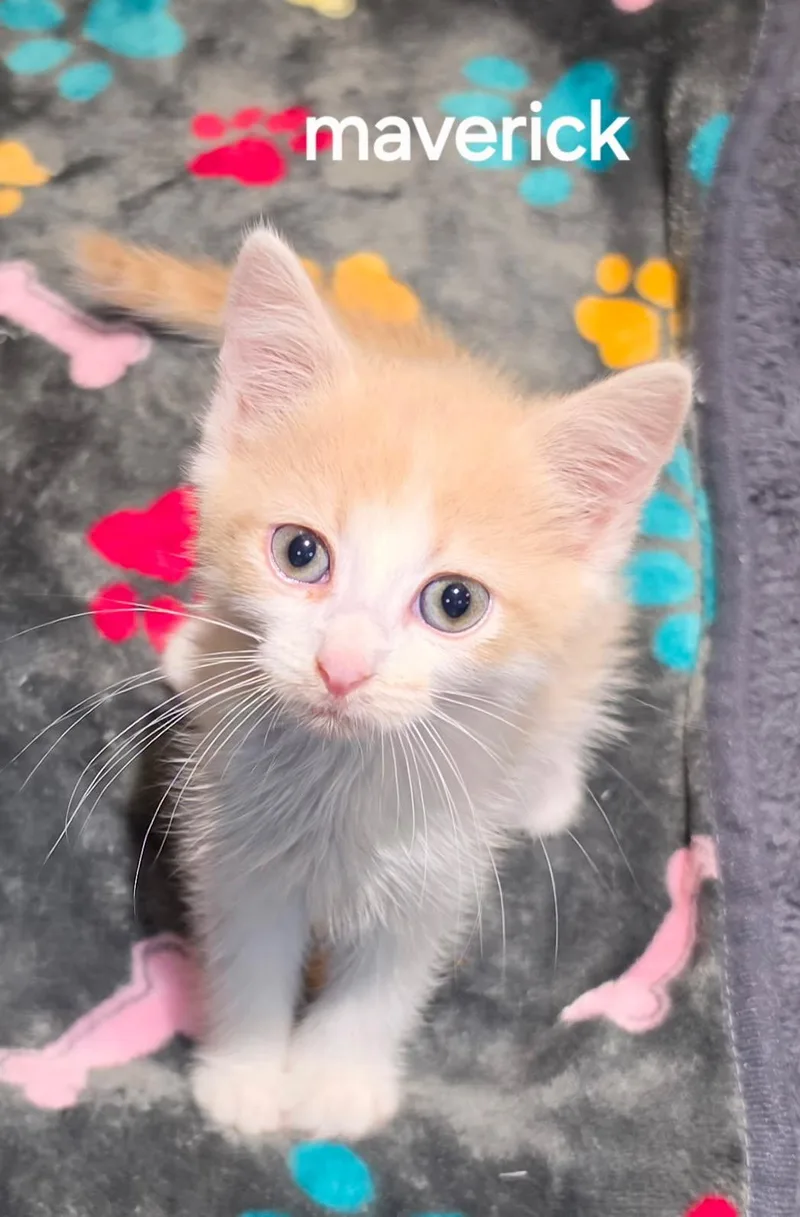 A young small-sized male Domestic Short Hair cat named Maverick for adoption in Seven Valleys, PA