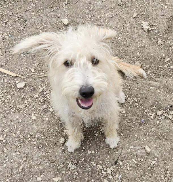 An adult medium-sized female Terrier dog named Cleo for adoption in San Antonio, TX