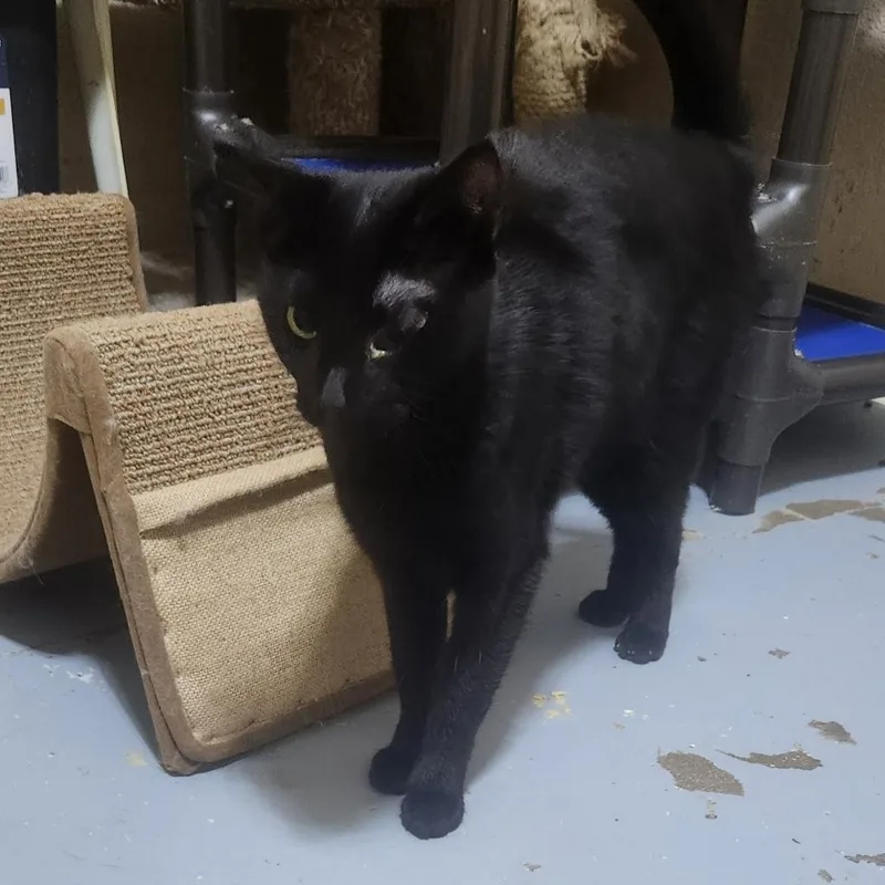 An adult small-sized female Black Domestic Short Hair cat named Abitail for adoption in Casa Grande, AZ