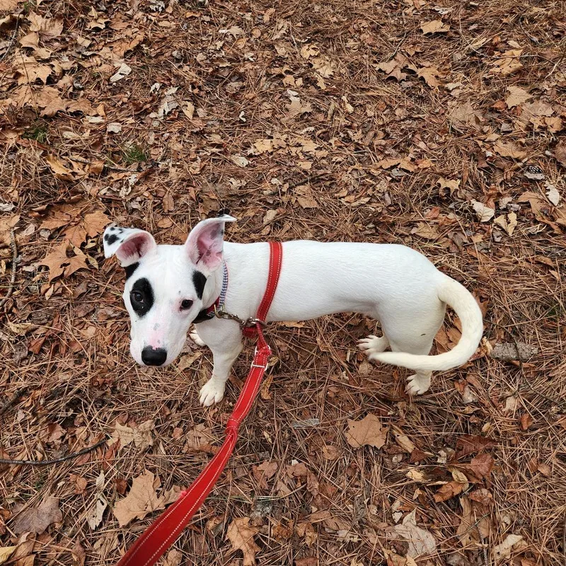 Bullseye thumbnail 2