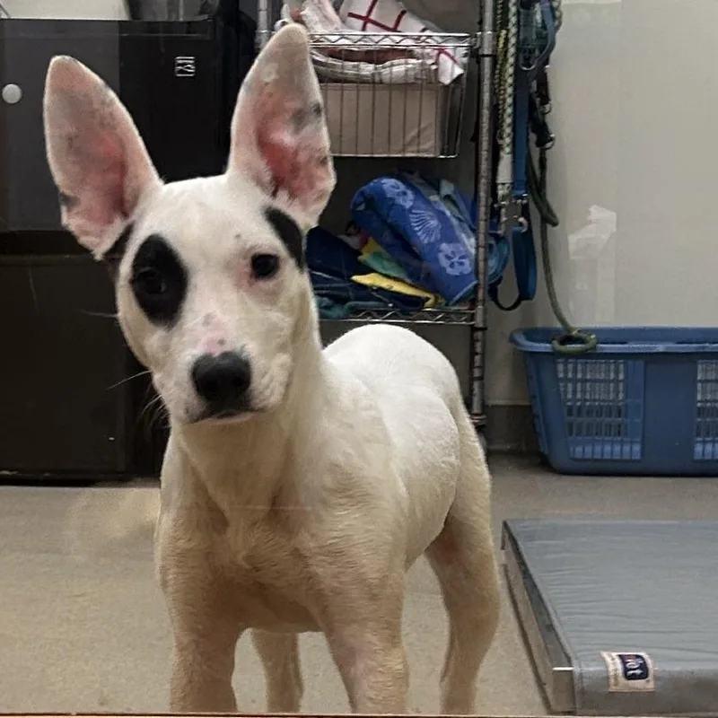 Bullseye thumbnail 3